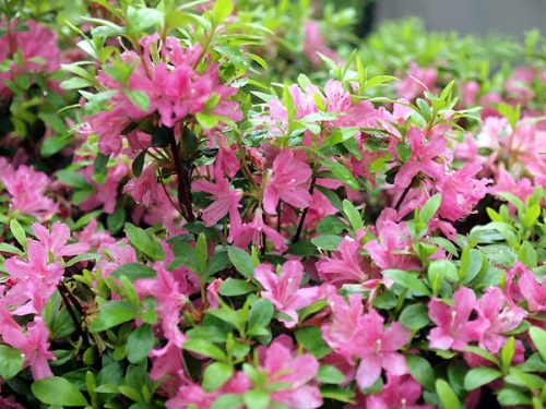 Azalea japonica 'Diamond Lachs'